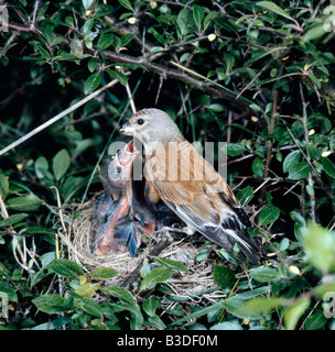 Linotte melodieuse Bluthaenfling Linnet Carduelis cannabina femmina pulcini di alimentazione a nido animali uccelli Aves Bluthaenflinge Brut Foto Stock