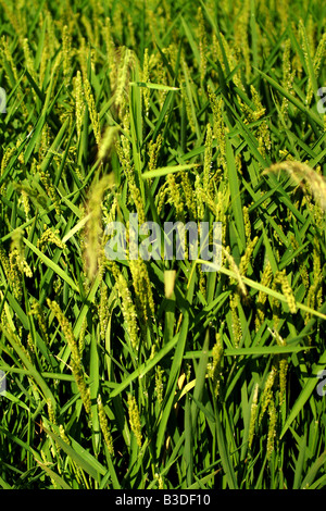 Campo di riso nel Delta del Ebro, Tarragona, Spagna Foto Stock