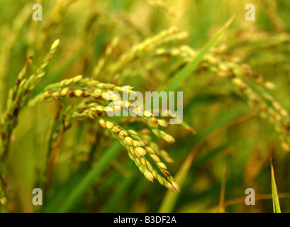 Primo piano della coltura del riso in un campo nel Delta del Ebro, Tarragona, Spagna Foto Stock