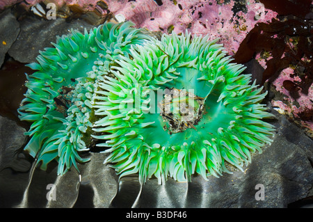 Verde gigante di anemoni in tidepool a bassa marea Foto Stock