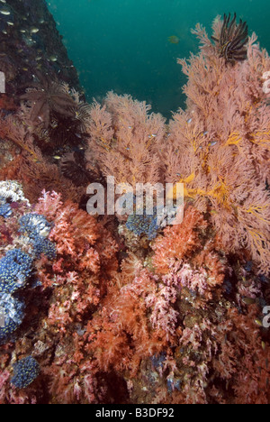 Arancione rosso gorgonia coralli molli e blu tunicati sotto l'acqua Foto Stock