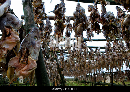 Lo stoccafisso capi appesi su rack di asciugatura in Islanda, stockfishes, pesce, cod Foto Stock