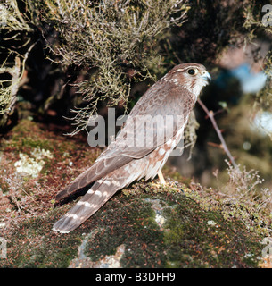 Faucon hobereau Falco Subbuteo® Baumfalke Hobby Eurasian Hobby Falco Subbuteo® Europa Greifvogel Uccelli di pregare Greifvoegel Foto Stock