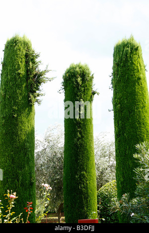 Strano rasati (forma) alberi, giardino, legno Foto Stock