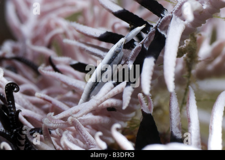 Crinoide bianco Gamberi con una linea grigia in una featherstar sotto l'acqua Foto Stock