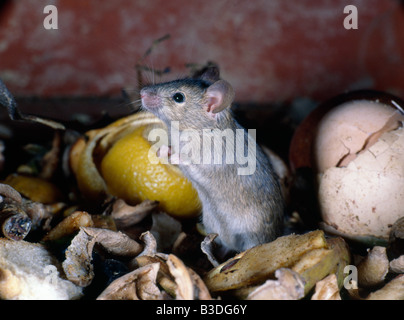 Souris domestique house mouse Mus musculus in contenitori per rifiuti dans les dechets de poubelles adulto animale animali mangiare Europa Foto Stock