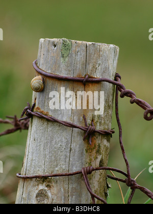 Vecchio palo da recinzione con rusty barb filo e una lumaca Foto Stock
