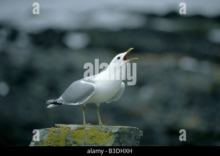 Sturmmoewe gabbiano comune Mew Gull Larus canus Insel Runde More og Romsdal Norwegen Foto Stock