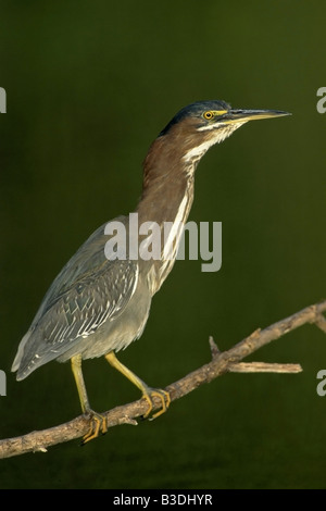 Airone greenbacked Butorides striata striata Mangrovreiher mangrovie Everglades National Park Florida USA Foto Stock