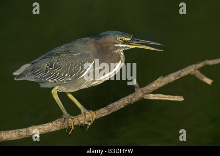 Airone greenbacked Butorides striata striata Mangrovreiher mangrovie Everglades National Park Florida USA Foto Stock