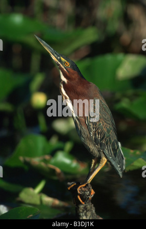 Airone greenbacked Butorides striata striata Mangrovreiher mangrovie Gruenreiher Everglades National Park Florida USA Foto Stock