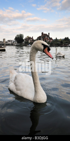 Cigni sul Fiume Tamigi a Marlow, Buckinghamshire, UK 1/2 Foto Stock