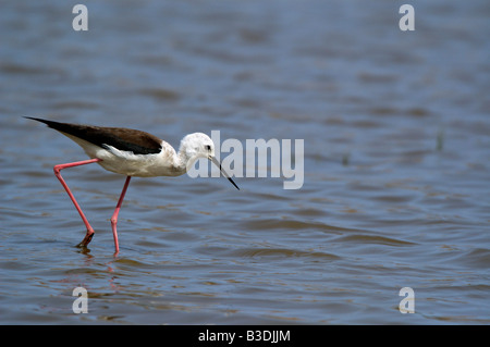 Stelzenlaeufer Himantopus himantopus Black winged Stilt Mallorca Balearen Spanien Spagna Foto Stock