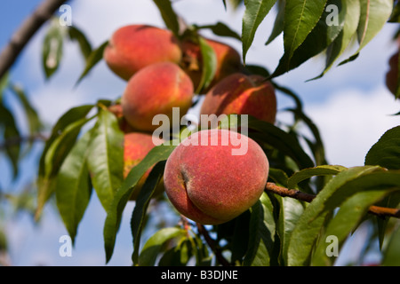 Quasi maturi pesche che cresce su un albero su una vecchia storica fattoria di Litchfield, Connecticut USA durante la tarda estate. Foto Stock