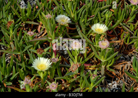 Giallo fiore di mezzogiorno Foto Stock