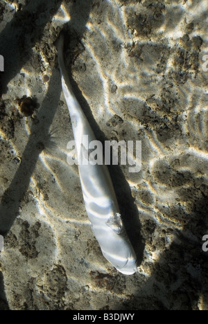 Squalo morto giacente sul fondo dopo le sue alette sono state tagliate via Foto Stock