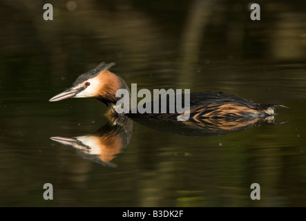 Haubentaucher Svasso maggiore Podiceps cristatus Foto Stock