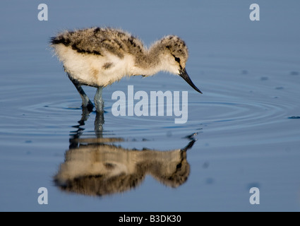 Saebelschnaebler pied avocetta Recurvirostra avosetta chick giovani Foto Stock