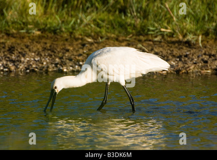 Eurasian spatola Platalea leucorodia Loeffler Foto Stock