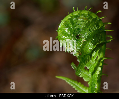 Giovani fern il dispiegamento sul suolo della foresta Foto Stock