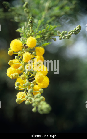 L'Italia, Sardegna, striscianti graticcio (Acacia saligna) blossom, close-up Foto Stock