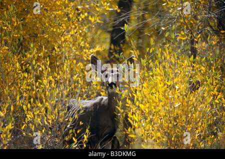 Maultierhirsch Schwarzwedelhirsch Grossohrhirsch Odocoileus hemionus Mule Deer Foto Stock