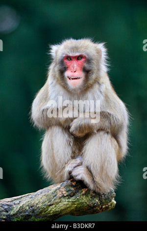 Macaque giapponese Japanmakak Macaca fuscata Schneeaffe snow monkey Foto Stock