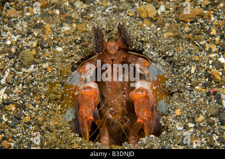 Infilzare Canocchia Lysiosquillina lisa in stretto di Lembeh Indonesia Foto Stock