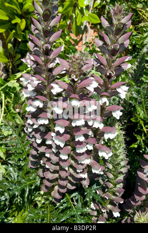 Acanto "spinoso Bear's calzoncini' Foto Stock