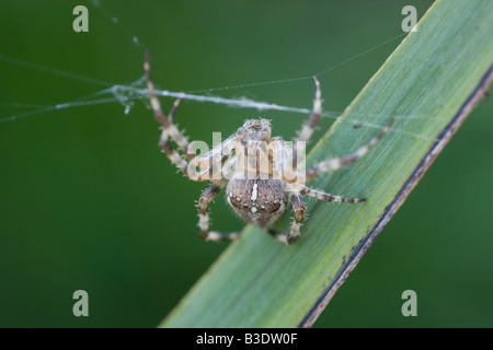 Primo piano di un giardino europeo spider Araneus diadematus appeso a testa in giù nel suo web agosto 2008 i Paesi Bassi Foto Stock