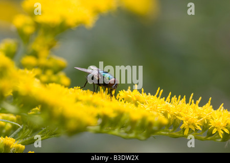 Una comune bottiglia verde fly Lucilia sericata sui fiori gialli di un oro solidago Foto Stock