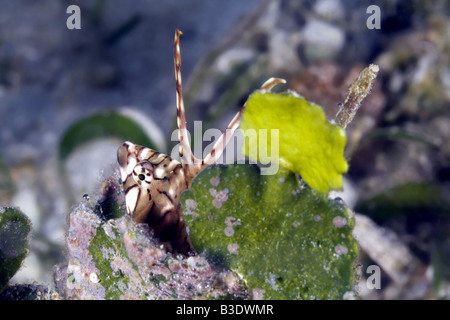 I capretti Rockmover wrasse tra l'erba di mare in acqua poco profonda Foto Stock