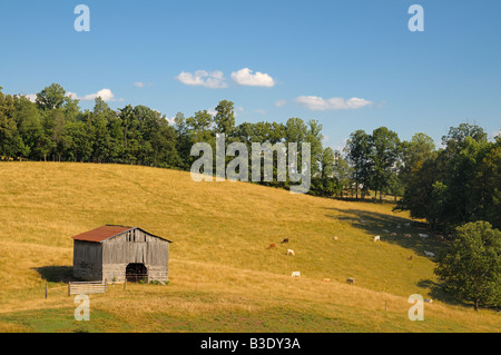 Un Americano pastorale allevamento scenic in Grainger County, Tennessee, Stati Uniti d'America in luglio. Foto Stock