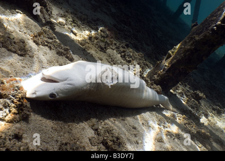 Squalo morto giacente sul fondo dopo le sue alette sono state tagliate via Foto Stock