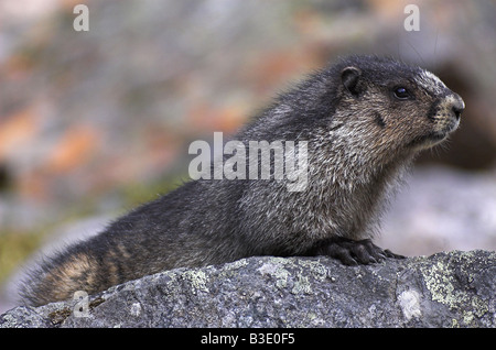 Un avviso annoso marmotta entra in pausa per un secondo ai piedi del Monte Edith Cavell, Canada Foto Stock