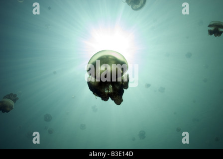 Scuola di non meduse urticante stagliano contro uno squarcio nel lago di Kakaban sotto l'acqua Foto Stock