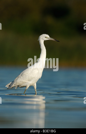 Piccolo airone cenerino Egretta caerulea New York STATI UNITI D'AMERICA Foto Stock