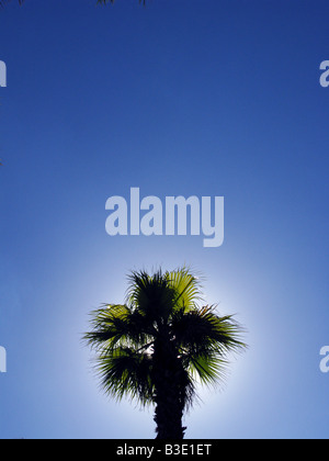 La parte superiore di un albero di palma nel cielo blu chiaro