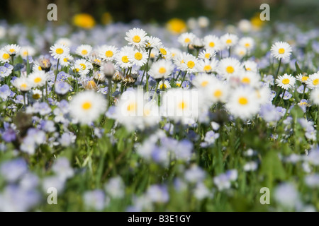 In Germania, in Baviera, margherite selvatiche (Asteraceae), close-up Foto Stock
