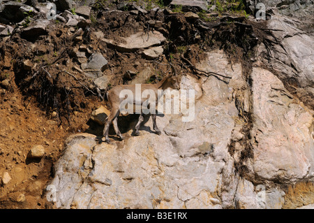 Alpine Ibex capre di montagna Camminando su una ripida scogliera di roccia in Omega Park Québec Canada Foto Stock