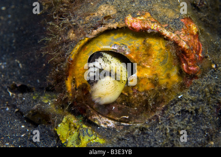 I capretti Trigger Titan Balistoides viridescens nasconde al suo interno un barattolo di latta nello stretto di Lembeh Indonesia Foto Stock