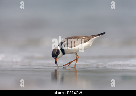 Semipalmated plover Charadrius semipalmatus New York STATI UNITI D'AMERICA estate Foto Stock