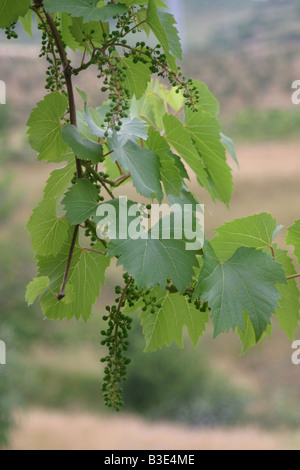 Verde giovane uva da vino e foglia. 33734 Uva Foto Stock