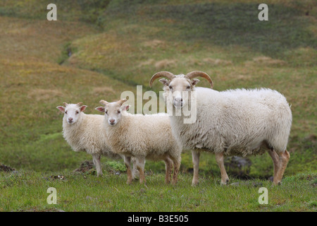 Icelandic Sheep con cuccioli Foto Stock