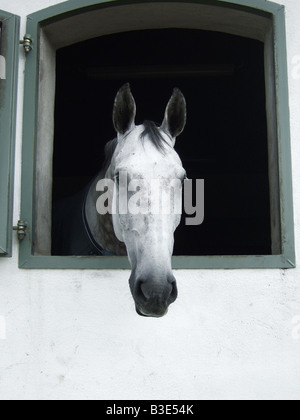 Un cavallo guardando fuori della stalla fienile finestra Foto Stock