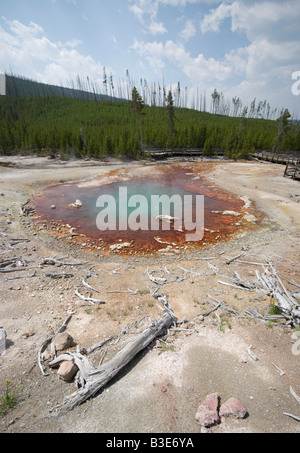 La molla alla fontana vaso di vernice, il Parco Nazionale di Yellowstone, Wyoming USA Foto Stock