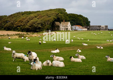 Pecore in un campo vicino a Orchard House su una azienda agriturismo vicino a Kingston Purbeck Dorset Foto Stock