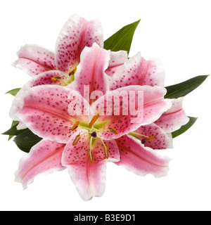 Il Lilium Stargazer la Stargazer lily è un ibrido lily del gruppo orientale Foto Stock