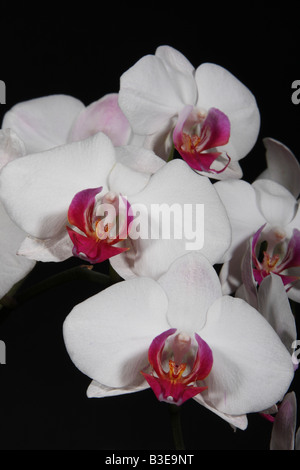 Close-up di fiori di orchidea su sfondo nero Foto Stock