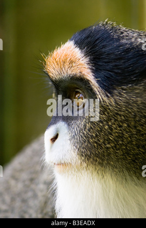 Ritratto di un giovane de Brazzà (scimmia Cercopithecus neglectus) Foto Stock